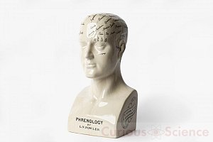 Phrenology Head